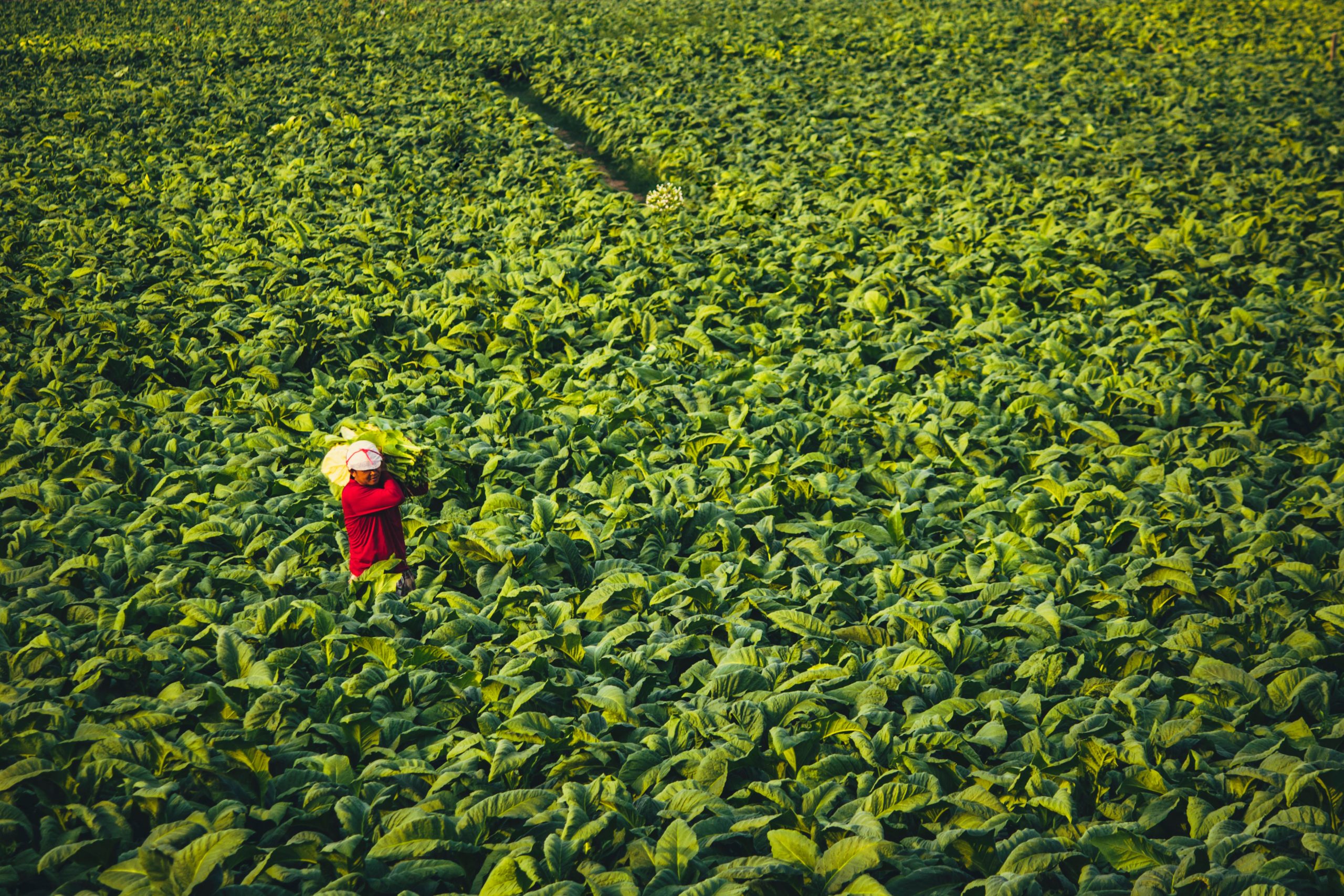 tobacco-field tobacco-field